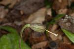 Dogtooth violet